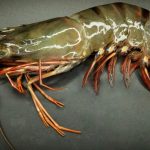 Farmed-black-tiger-Prawns