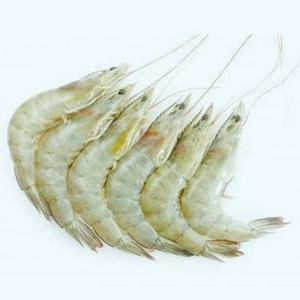 White Prawn 白虾